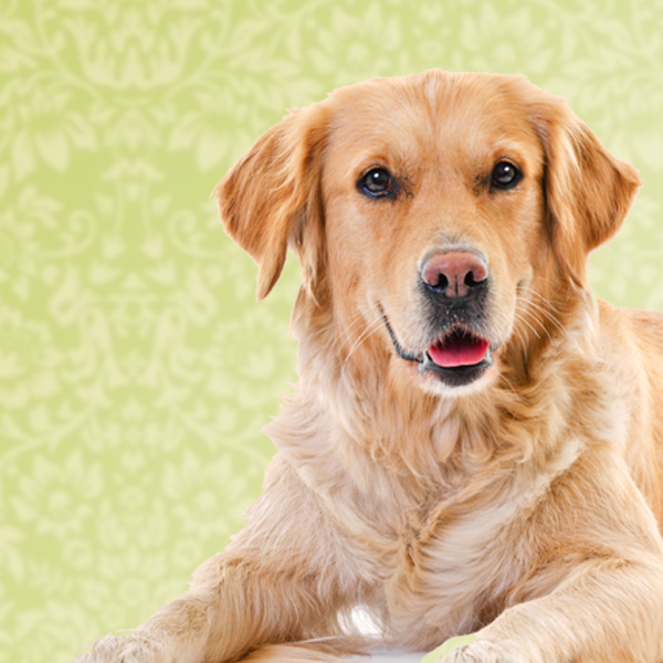 Volwassen Hond - Proefpakketje op maat